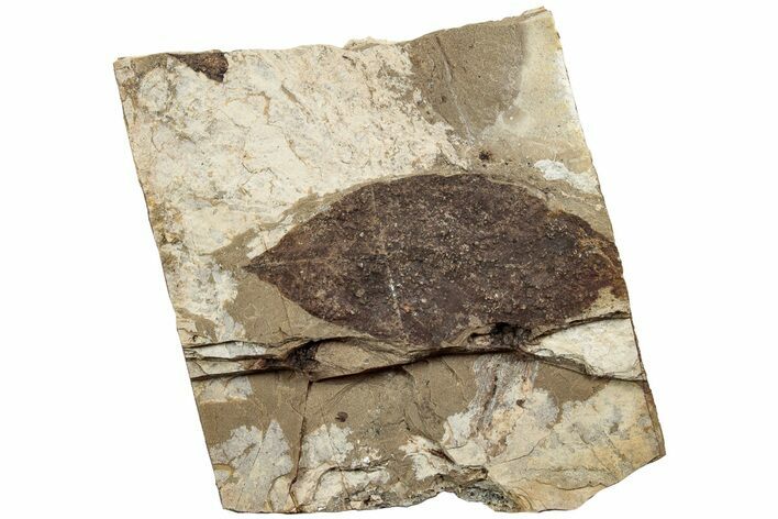 Fossil Leaf (Fagus ) - McAbee, BC #226117